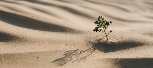 Aufkleber - Small Plant Growing in Sand Dunes at Sunset, Symbolizing Resilience and Environmental Awareness for Sustainability Campaigns : Generative AI
