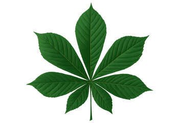 Fototapete - Green leaf of horse chestnut tree isolated on transparent background, showing palmately compound structure with seven leaflets