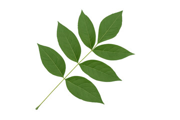 Fototapete - Pinnately compound leaf with transparent background, perfect for graphic design projects related to nature