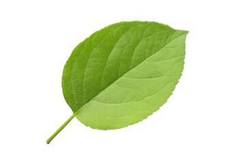 Fototapete - Vibrant green leaf with visible veins isolated on a transparent background, perfect for nature-themed projects