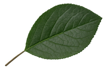 Fototapete - Realistic green leaf with stem, isolated on a transparent background, perfect for nature-themed designs