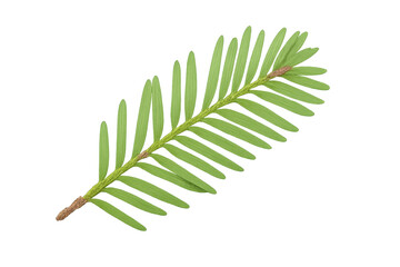 Fototapete - Redwood branch closeup, fine needles highlighting intricate forest texture against transparent backdrop, botanical design element