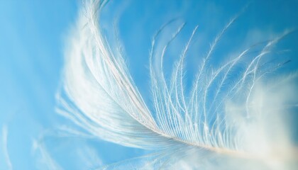 Poster - ethereal close-up of delicate white feather with fine barbs against soft sky blue background, ideal for minimalist web design, wellness branding, or editorial layout

