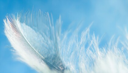 Poster - ethereal close-up of delicate white feather with fine barbs against soft sky blue background, ideal for minimalist web design, wellness branding, or editorial layout

