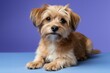 © Regina Gafarova - Small, fluffy dog with light brown fur, lying on a blue surface, against a vibrant purple background, showcasing its playful and friendly demeanor in a studio setting
