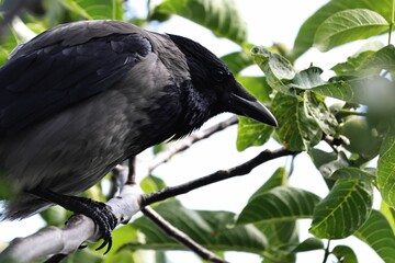 Wall Mural - a crow perched on a branch with green leaves.
