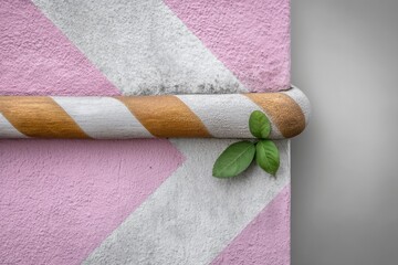 Poster - Diagonal Lines and Plant on Textured Wall