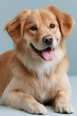 Poster - Smiling Golden Retriever Dog Portrait on Light Blue Backdrop, Ideal for Pet Adoption Campaigns and Veterinary Services : Generative AI