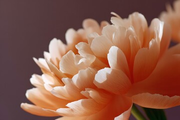 Aufkleber - Close-Up of Peach Peony Flower With Soft Light, Representing Beauty and Floral Design : Generative AI