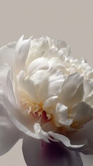 Poster - Close-Up of a White Peony Bloom, Symbolizing Purity and New Beginnings, Ideal for Wedding Invitations and Springtime Promotions : Generative AI