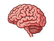 © Design planet1001 - Detailed Cartoon Illustration of Human Brain in Side View
