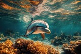 Dolphin in coral reef underwater scene