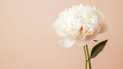 Poster - Beautiful white peony flower against a soft peach background in a minimalist setting for an elegant touch