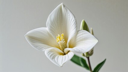 Poster - Elegant white flower with intricate petal details and soft green leaves against a neutral background