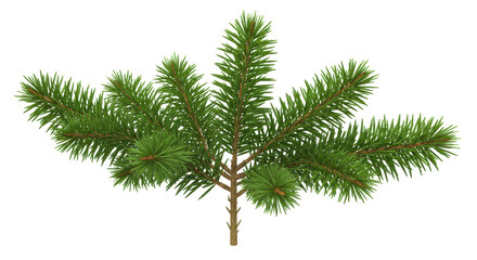 Isolated Lush Green Fir Tree Branch with Detailed Needle Texture