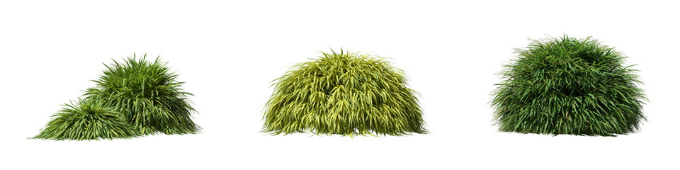 Fototapete - Cut out bush collection isolated on transparent background. high quality and realistic 3d rendering . PNG format