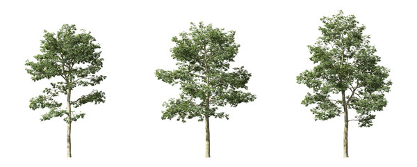 Fototapete - Cut out realistic greenery trees collection on transparent backgrounds. high quality 3d rendering. png format	
