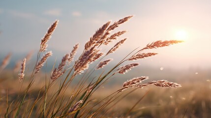 Poster - Delicate grass sways gently in the breeze as the sun sets, creating a serene and tranquil atmosphere.