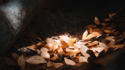 Poster - Scattered dry leaves illuminated by soft light, creating a warm and inviting atmosphere in a natural setting.