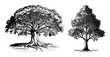 © Rysak - Vector Detailed illustrations of two mature trees with visible root systems and foliage.