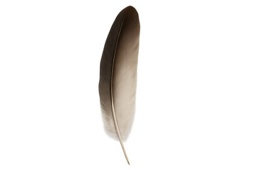 Poster - Photorealistic bird feather gently floating, isolated on a transparent background, perfect for creative projects