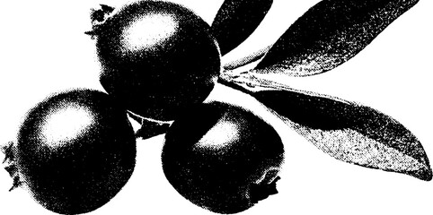 Poster - High contrast black and white bilberry bunch for design or decor