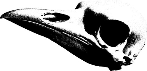 Poster - High contrast black and white abstract bird skull artwork