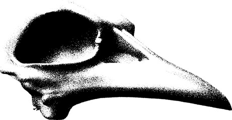 Poster - High contrast bird skull artwork in black and white for abstract designs