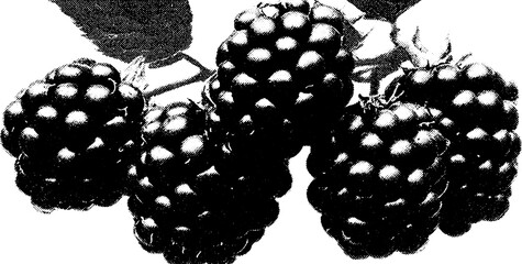 Poster - High contrast black and white blackberry cluster for artistic design