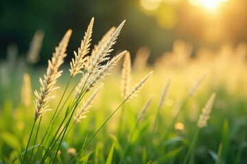 Wall Mural - Soft, delicate feathery grass swaying gently in a warm breeze, sunlight illuminating its fine texture Perfect for nature, background, and serenity themes , environment, fluffy