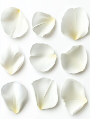 Poster - Collection of white flower petals isolated on a white background