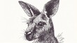 © Jojo* - Detailed illustration of a kangaroo's head and neck.