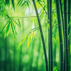 Aufkleber - Lush Bamboo Forest With Sunlight Filtering Through Leaves, Representing Growth and Tranquility