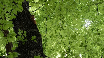 Wall Mural - squirrel on tree trunk in lush forest
