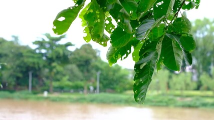A tree branch with holes in it and a blurry background. The branch is green and has holes in it
