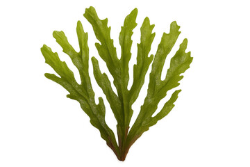 Poster - Green fern leaf showcasing its complex and delicate structure against a transparent background, ideal for nature-themed projects