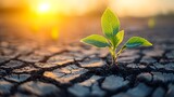 A resilient seedling emerging from cracked dry earth