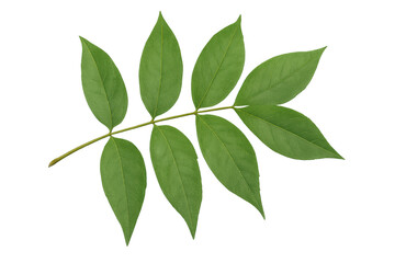 Fototapete - Pinnately compound leaf featuring a transparent background, enhancing graphic design projects with its vibrant green color and intricate details