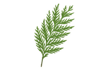 Fototapete - Close-up of a vibrant green thuja twig, isolated on a transparent background, showcasing its delicate texture and natural beauty