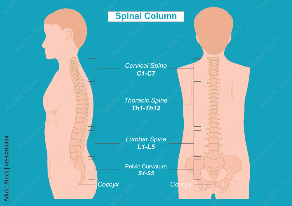 Spinal Columns Visual Spinal column also known as the vertebral column. Stock Vector | Adobe ...