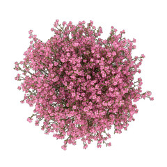 Overhead view of dense cluster of pink flowers