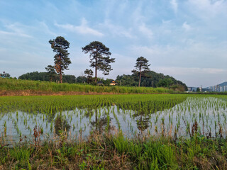 Wall Mural - this is a rural landscape in spring.