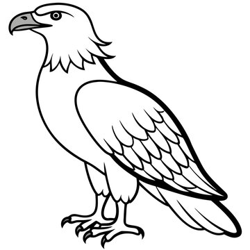 Minimal White-Bellied Sea Eagle Vector