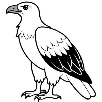 Minimal White-Bellied Sea Eagle Vector