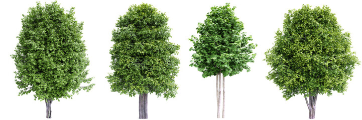 Poster - Green maple trees isolated on transparent background.3d rendering