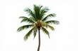 © ThomasLENNE - Coconut palm tree isolated on white background. Tropical foliage