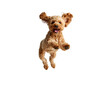 © KAMAPAN - Happy dog jumping in the air with joy.