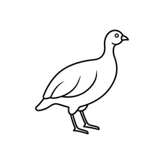  francolin line art