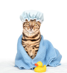 Poster - Bengal cat with tiny shower cap on it head wrapped in blue towel after bathing sitting with rubber duck