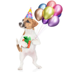 Poster - Cute jack russell terrier puppy wearing party cap holds gift box and balloons and looks away and up on empty space. isolated on white background